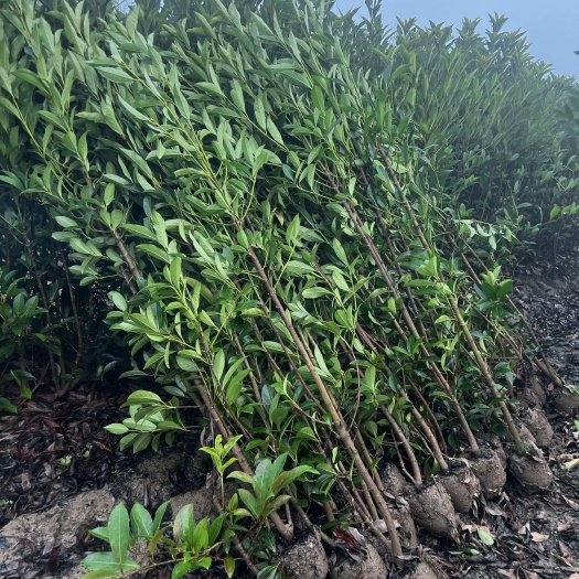 法国冬青  青珊瑚  绿篱  宁波基地直销 现挖现发