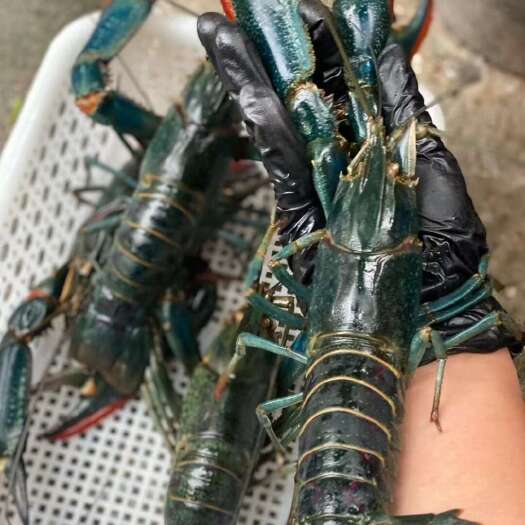 广州澳洲蓝龙虾