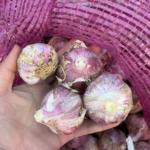 威宁县紫皮大蒜独蒜瓣蒜最新上市