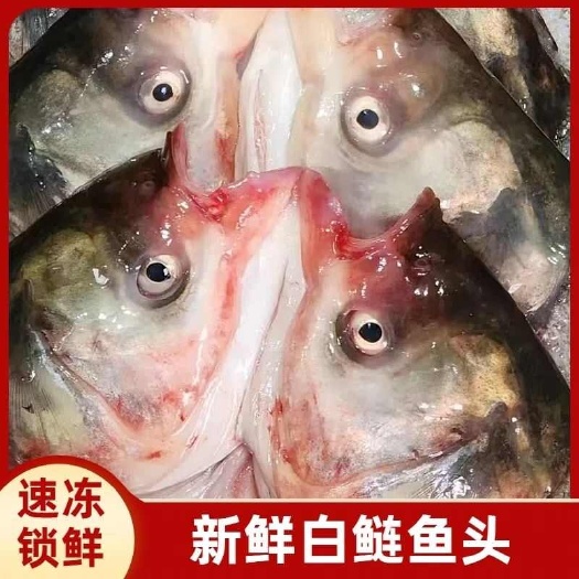 现杀胖头鱼鲢鱼白鲢熊鱼大头鱼鱼头鱼尾新鲜白鲢鱼头包邮