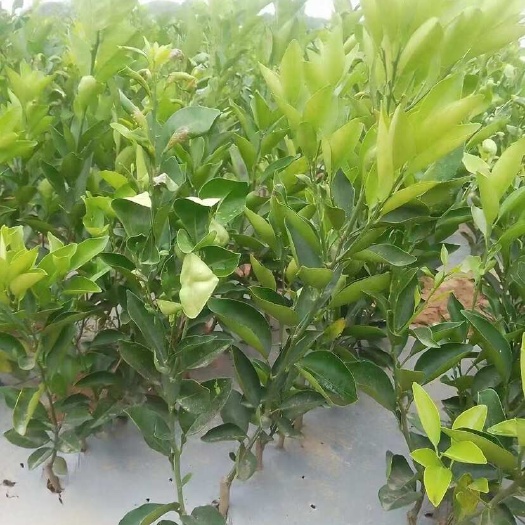 樟树市江西金兰蜜柚（铁砣柚）苗出售，各种规格都有，需要的老板联系