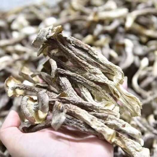 昆明当季鹿茸菇干货脆脆菇鹿茸菌新鲜野生菌类鹿茸姑香菇蘑菇无干燥剂