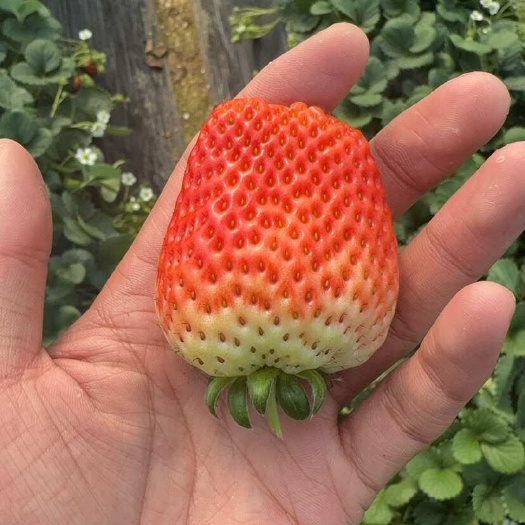 郯城县自家种的草莓（高端大棚货