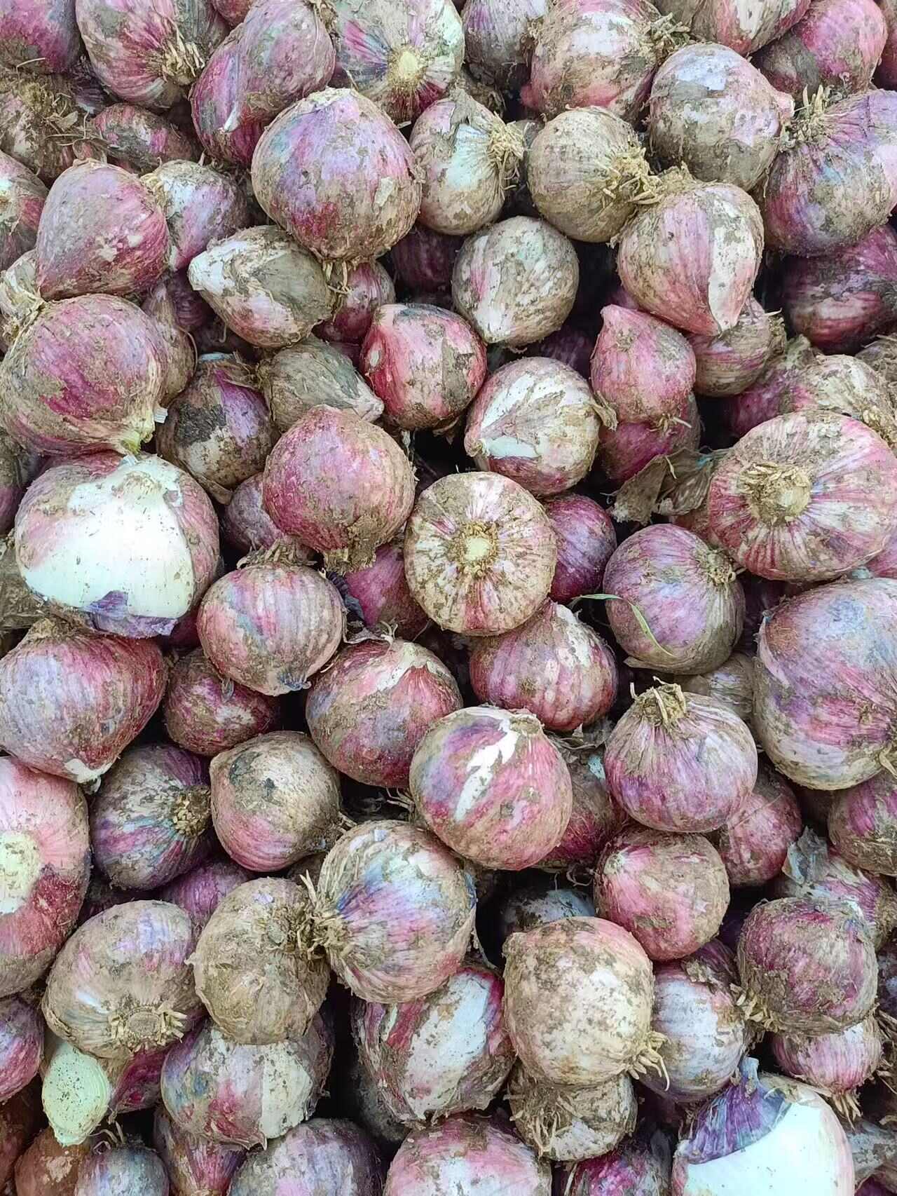 紫皮大蒜独蒜瓣蒜最新上市