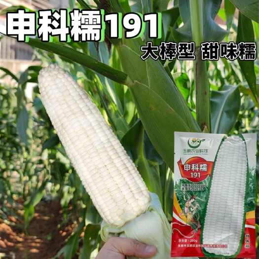 申科糯191 甜味糯玉米种子大棒春秋播超甜鲜食玉米非转基因大