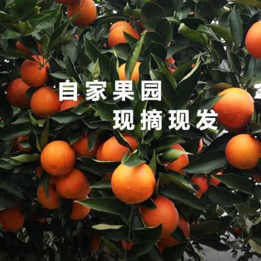 资中县塔罗科血橙长寿血橙新鲜果冻橙子薄皮红橙当季手剥脐橙水果