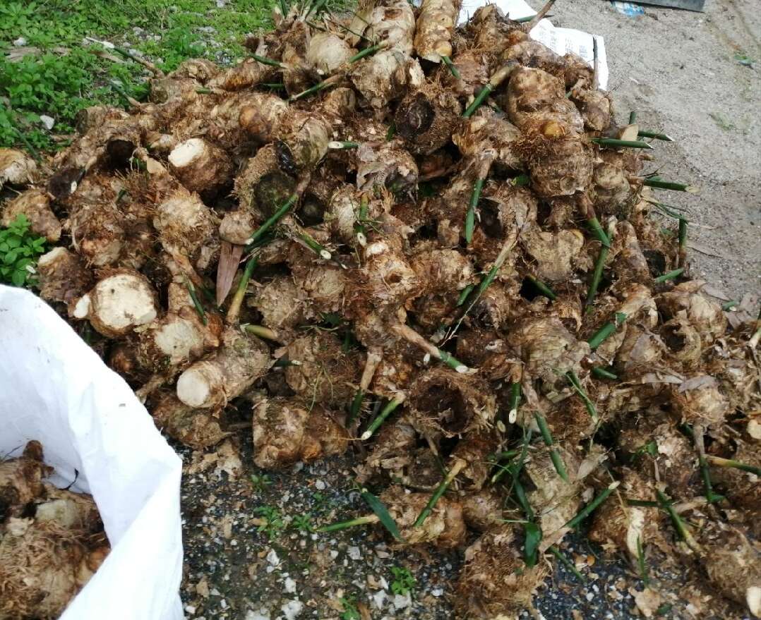 麻竹笋竹头苗