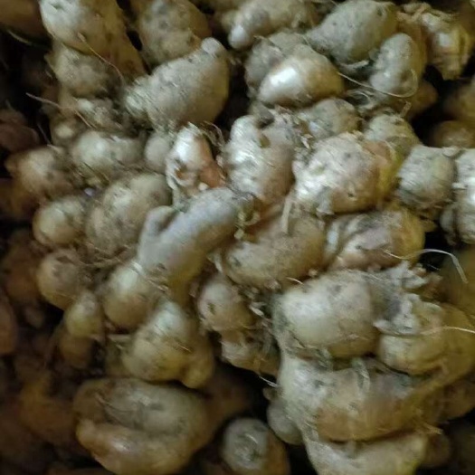遂溪县大量沙姜出售