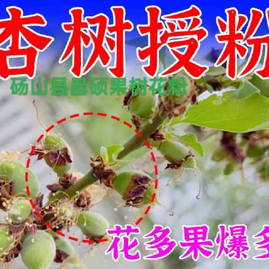 杏花粉，活性花粉杏粉，杏子花粉精粉，人工授粉