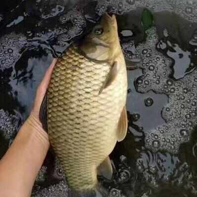 热销放钓湘云鲫  霸王鲫鱼良种鲫鱼先科巨鲫 抬网起鱼送货上门