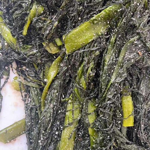 大连2025头茬盐渍裙带菜，量大可谈。欢迎合作