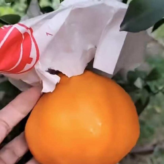 蒲江县四川蒲江青见粑粑柑 精品高次