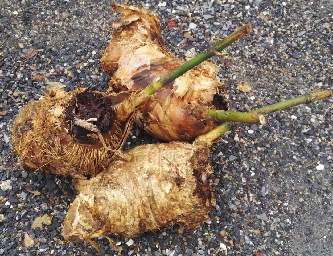 麻竹笋竹头苗