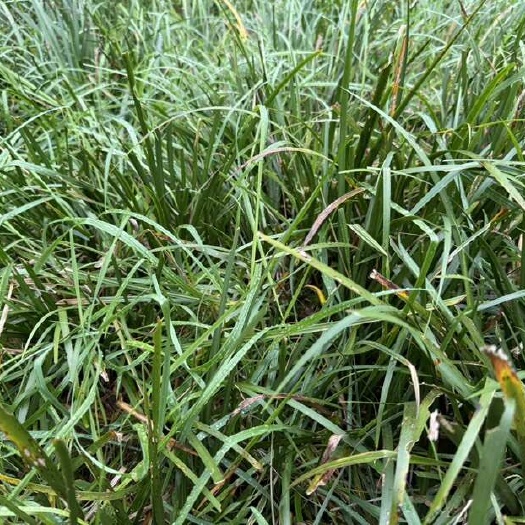 怀化湖南怀化新鲜石菖蒲 中药材根茎新鲜现挖 干净整洁