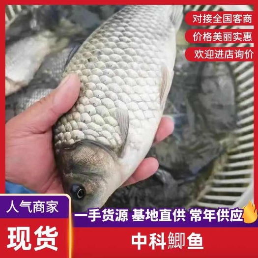 成都热销中科三号鲫鱼 中科麻鲫鱼鲫鱼 鱼场批发直供 包运输下塘