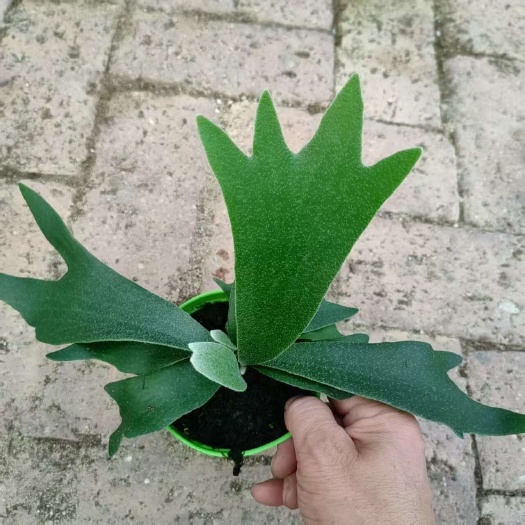 二岐鹿角蕨盆栽挂板定种植网红附生室内办公书房客厅观叶悬挂植物