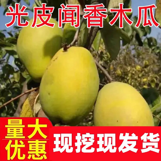 沭阳县出售5到8公分左右直径的木瓜树当年结果