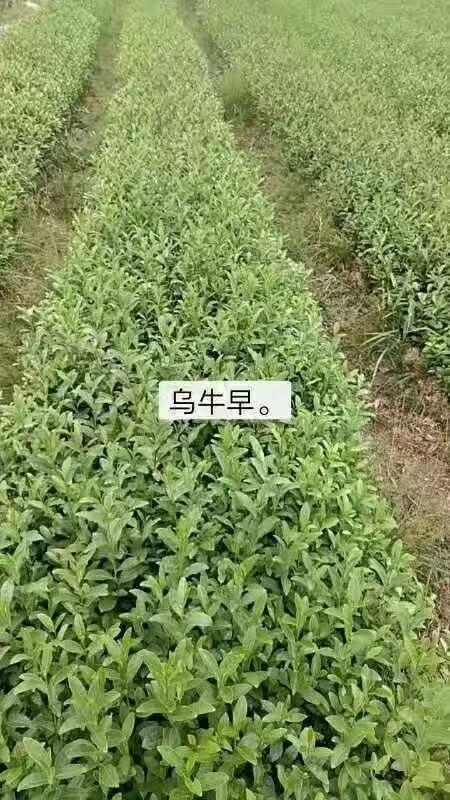 岳西县茶树苗