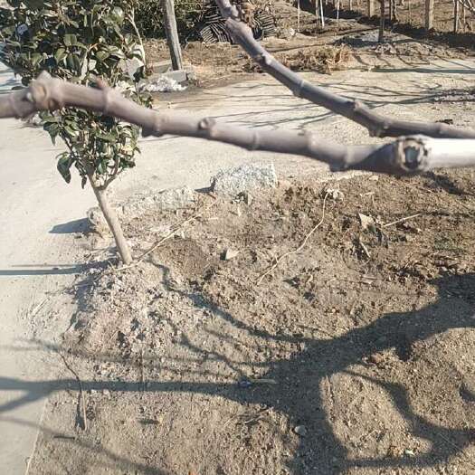 荣成市威海青皮无花果枝条