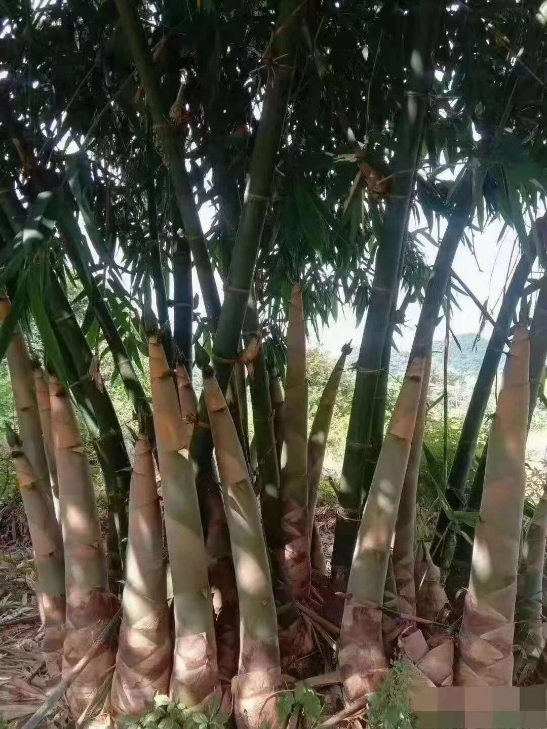 麻竹笋竹头苗