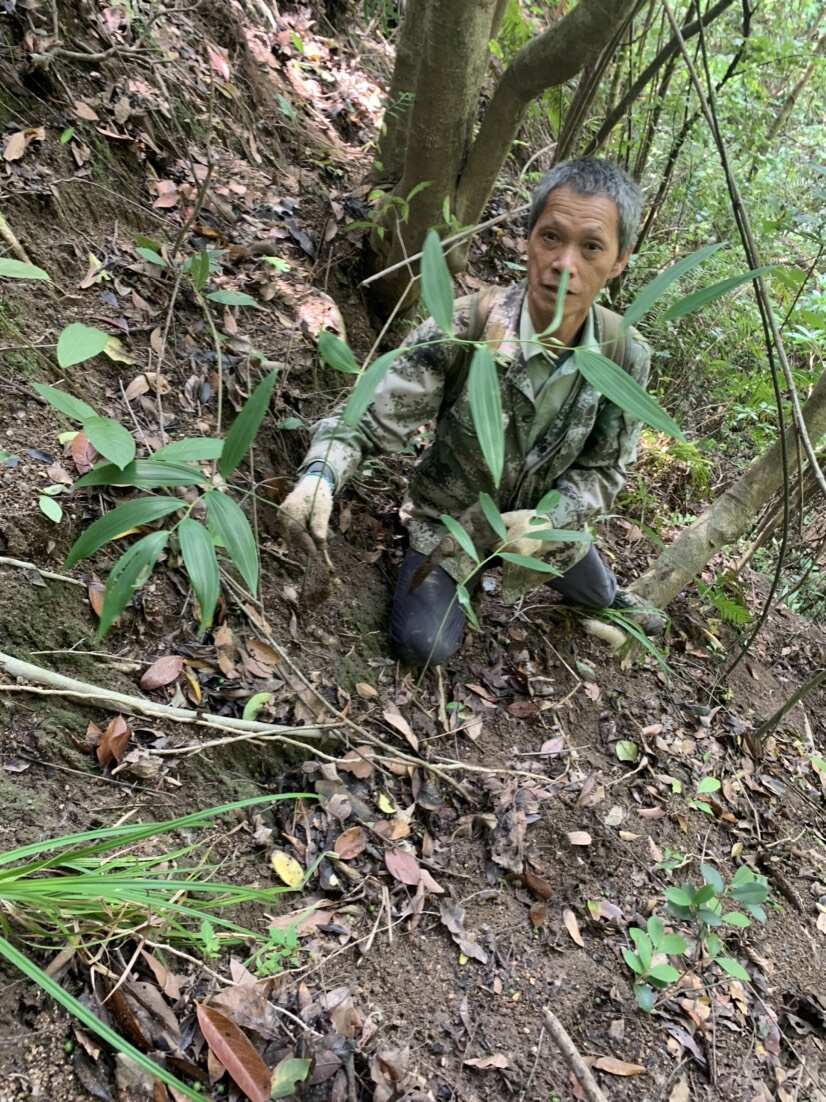 粤北山区黄精