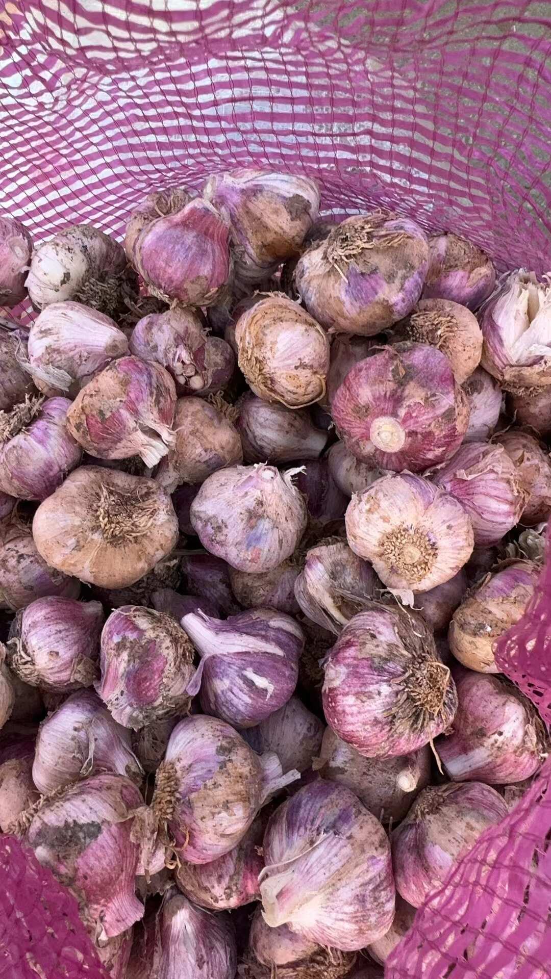紫皮大蒜独蒜瓣蒜最新上市