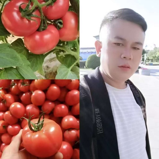 精品硬粉西红柿宁夏产区 对接全国各大市场平台