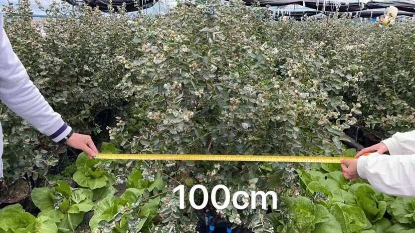 肇庆蓝莓树，开花有果、想搞蓝莓场、花艺的可以联系