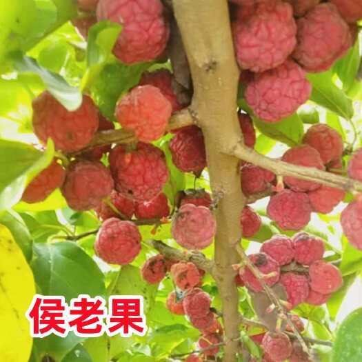 猴脑果种子爬藤树多年生水果庭院种植果树折果种子候老果种子籽