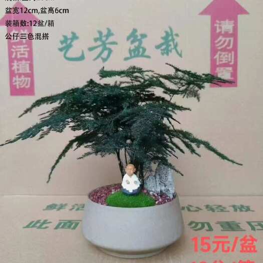 广州文竹盆栽室内绿植物办公室桌面小盆栽客厅四季常青花卉好养活云竹