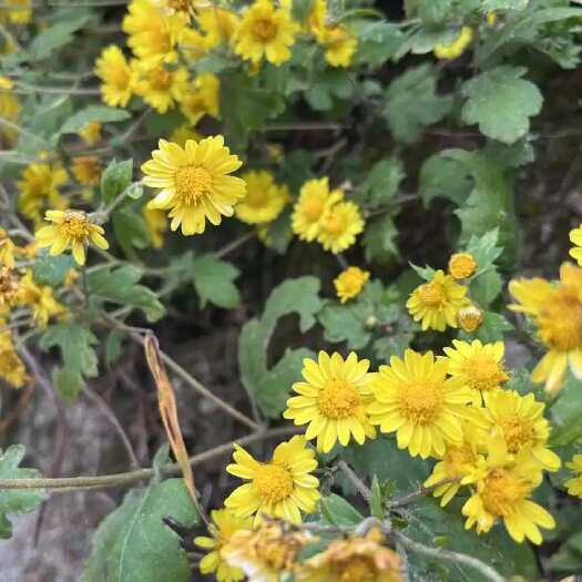 安陆市菊花