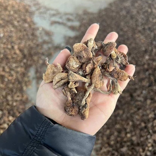 黑龙江东宁新鲜榛蘑 干货食用菌 山珍特产 产地直发 绿色健康