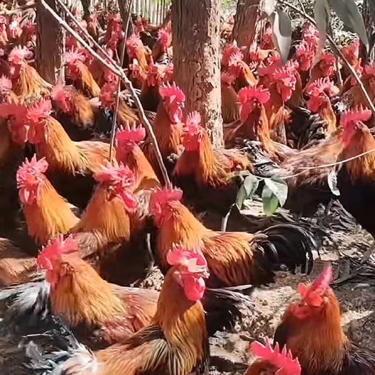 绵阳160天生态粮食老瑶鸡