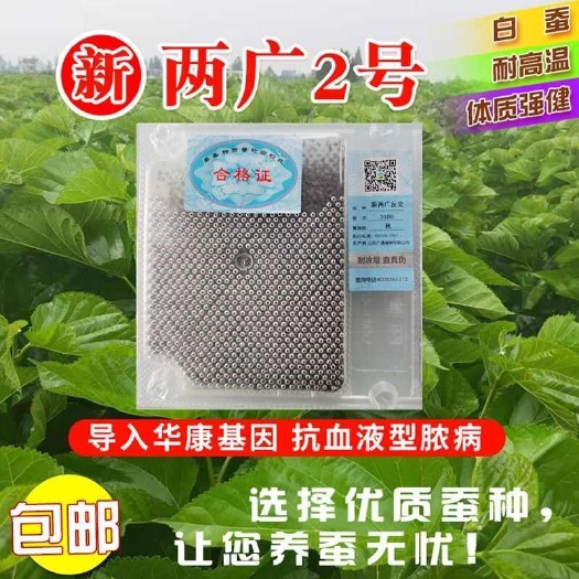 蚕卵批发零售两广二号华康三号华康二号
