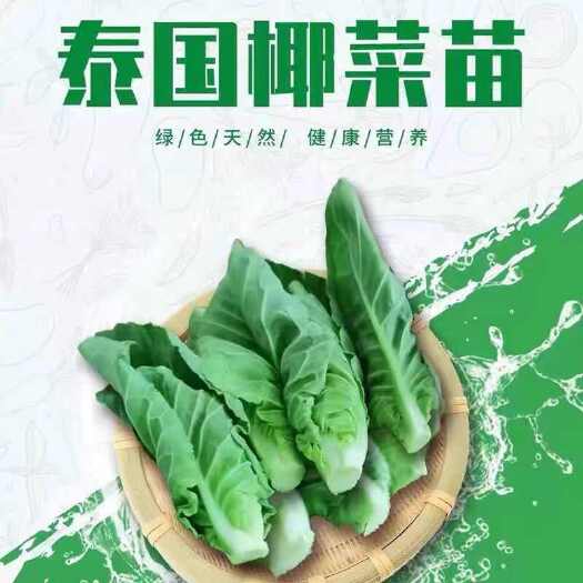 广州泰国椰菜苗，雪莲苗！