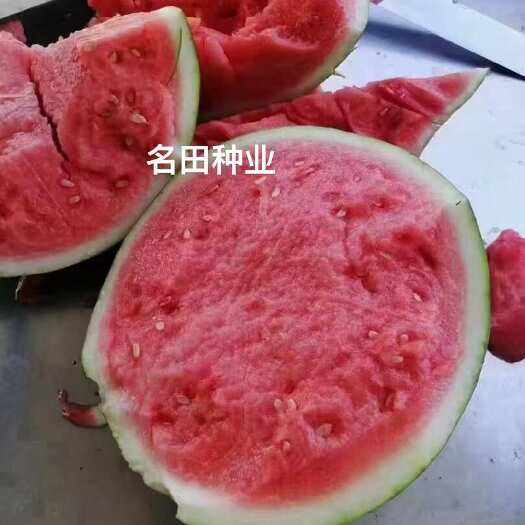 郑州改良美都西瓜种比较甜口感好瓤大红单瓜大 大小一直耐运输芽率高