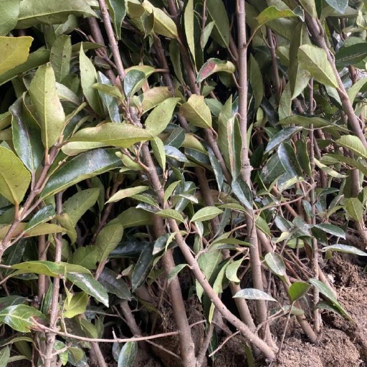 如皋市法国冬青珊瑚树优质种植发货 林业绿化树种