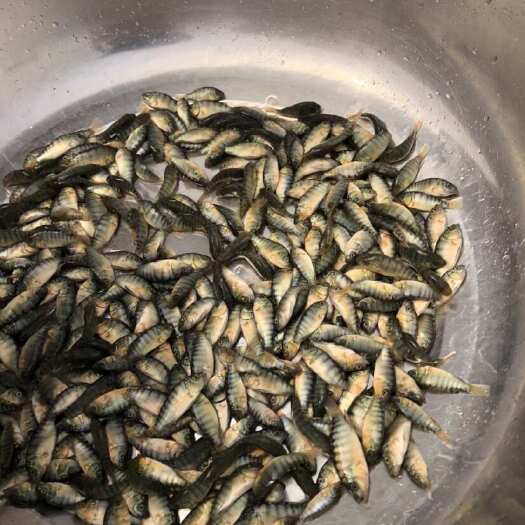 佛山罗非鱼苗