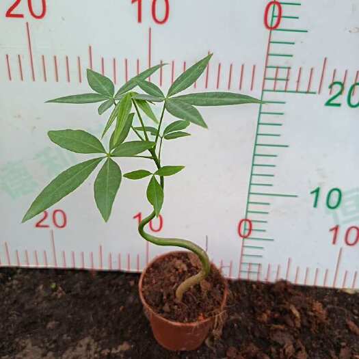 广州五福发财树盆栽室内植物招财树办公室客厅茶几花卉小绿植四季好养