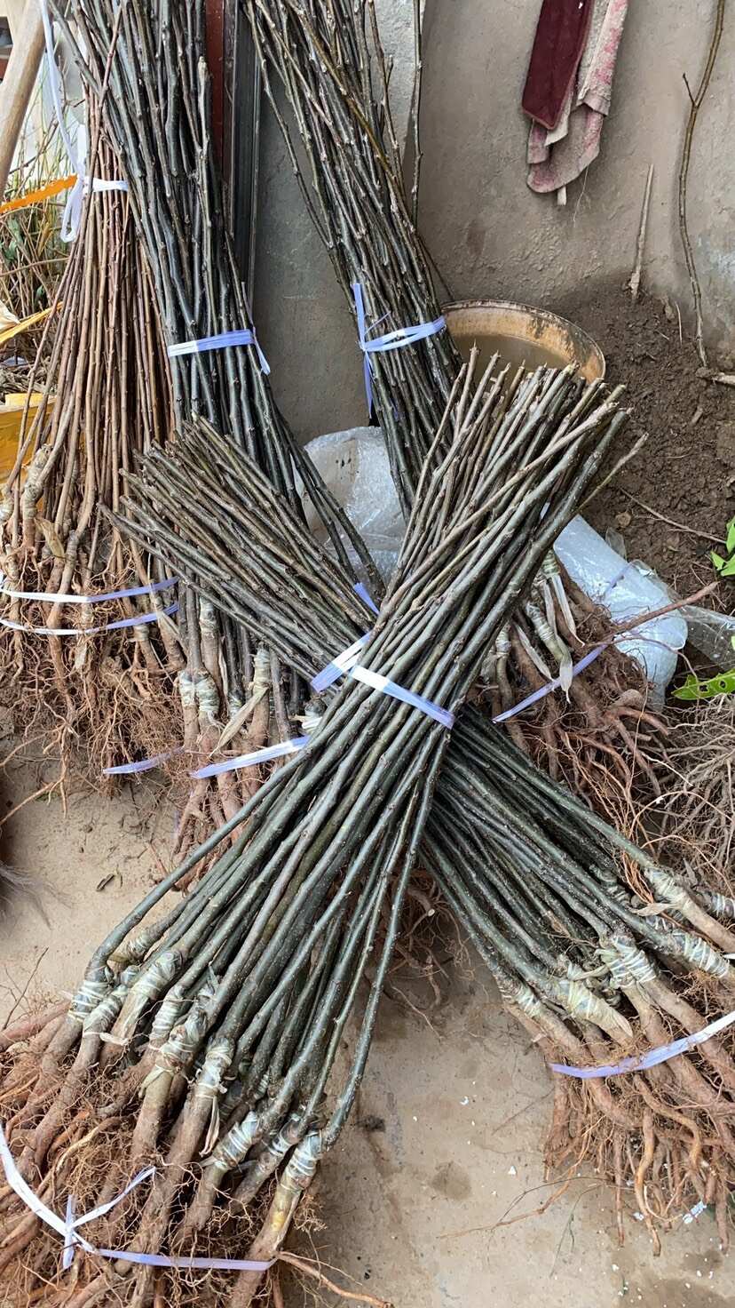 苍溪雪梨苗，嫁接苗