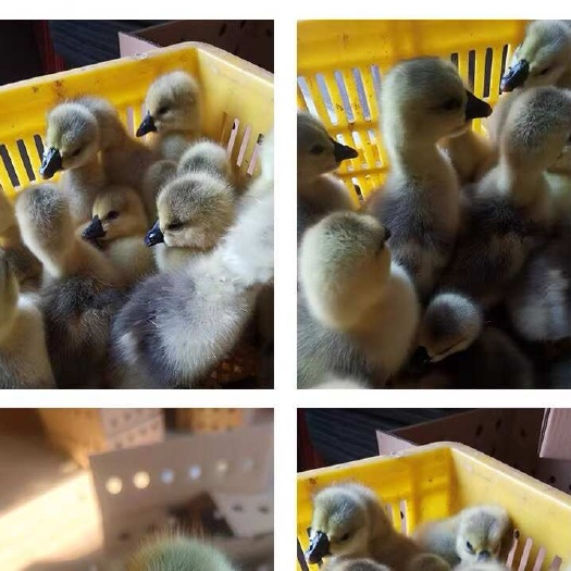 南宁大种狮头鹅苗 狮头鹅苗包疫苗品种保证
