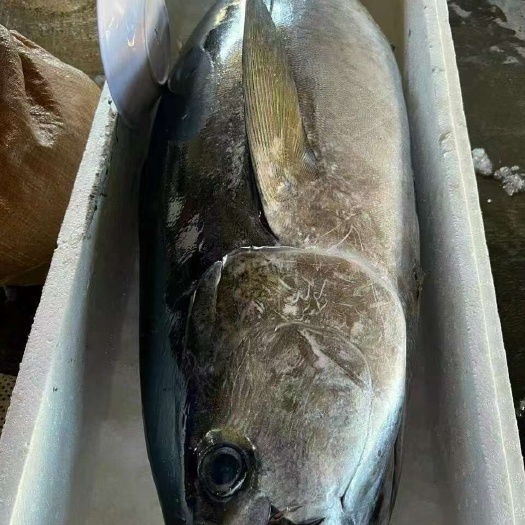 厦门金枪鱼