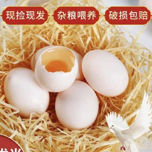 行唐县新鲜鸽子蛋30枚农家杂粮孕妈宝宝辅食礼盒生鲜包邮土鸽蛋