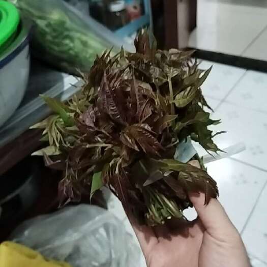 淄博头茬香椿芽