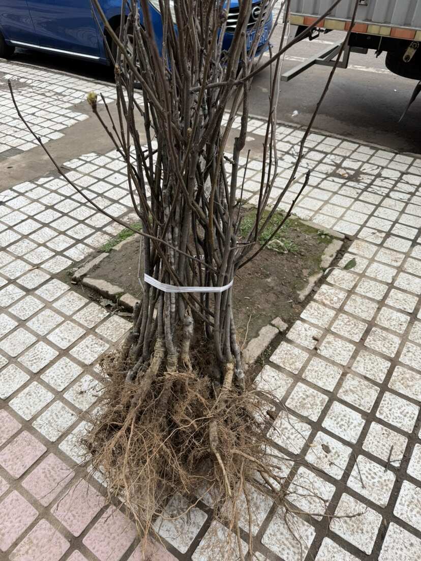苍溪雪梨苗，嫁接苗