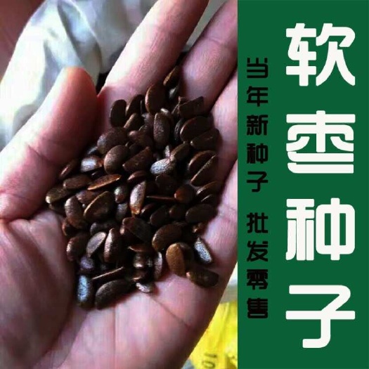 软枣种子 君迁子种子 黑枣种子新采野生柿子树种子 柿子树种子