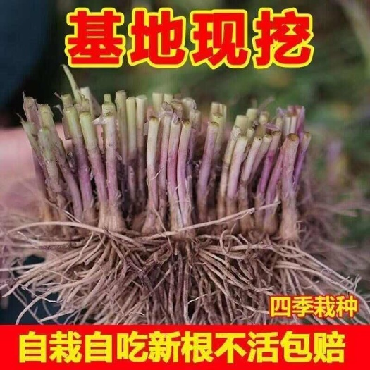 河北邢台宁晋新鲜韭菜根现摘现发农场直供特色农产品