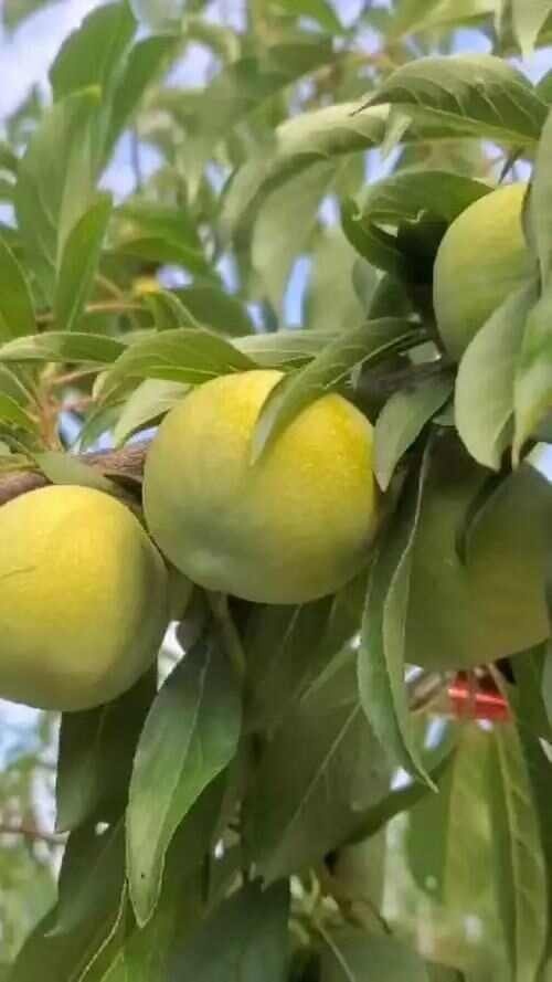 云阳自然成熟脱核青脆李，儿时的味道