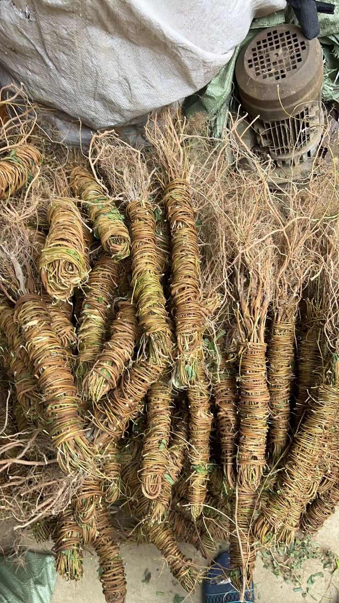 鸡骨草  长扎带根无硫鸡骨草