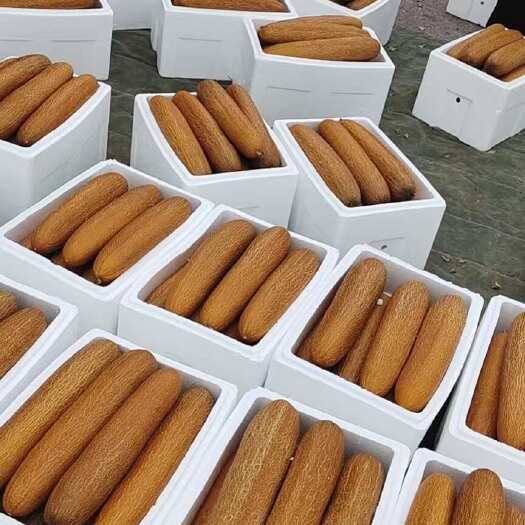 寿光市精品老黄瓜来自蔬菜之乡寿光优质农户直供